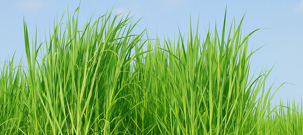 ChatGPT-Image-Apr-20-2025-03_07_50-PM1024x460.png