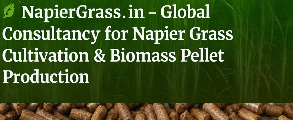 napier-grass-consultancy-1024×420-1.png